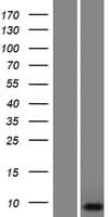SMIM20 / C4orf52 Protein (Over-Expression Lysate Myc-DDK (Flag))