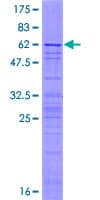 Human AP3S2 Protein (Recombinant GST)