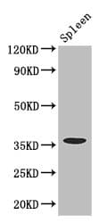 CD32A Antibody