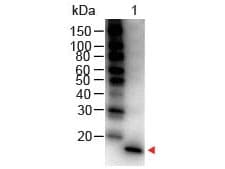 Polyclonal Rabbit anti-Mouse IL-1B / IL-1 Beta Antibody (HRP, IHC, IF, WB)