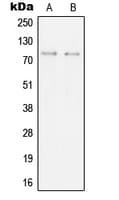 SYK Antibody (Internal)
