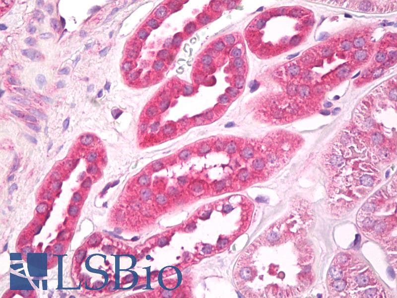 IHC-plus™ EIF3G Antibody (aa200-250)