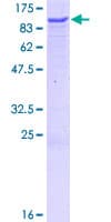 Human ZBTB3 Protein (Recombinant GST)