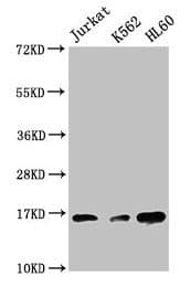 HIST1H3A Antibody