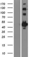 MAPKAPK2 / MAPKAP Kinase 2 Protein (Over-Expression Lysate Myc-DDK (Flag))