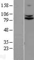 TRPC4AP / TRUSS Protein (Over-Expression Lysate Myc-DDK (Flag))