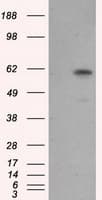 NPR3 Antibody (clone OTI4A1)