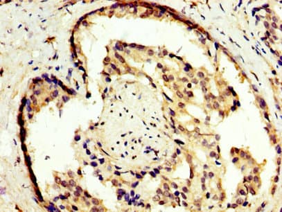 NR2E3 / PNR Antibody