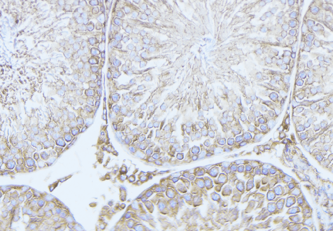 RND2 Antibody