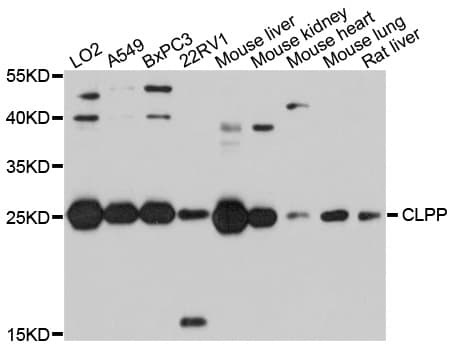 CLPP Antibody