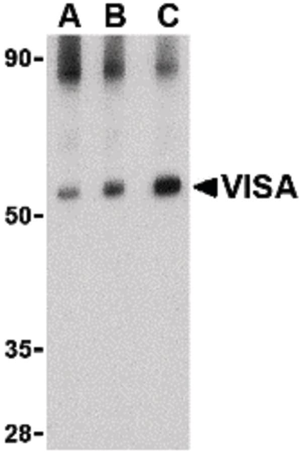 IHC-plus™ VISA / MAVS Antibody