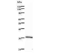 Monoclonal Mouse anti-Human LMO1 Antibody (clone 790C2a, IF, WB)