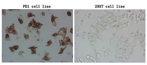 Monoclonal Mouse anti-Human PDCD1 / CD279 / PD-1 Antibody (clone OTI22A9, IF, WB)