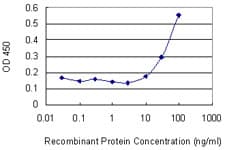 ARHGDIG / RHOGDI-3 Antibody (clone 1D11)