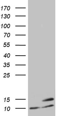 ATP5I Antibody (clone OTI1E6)
