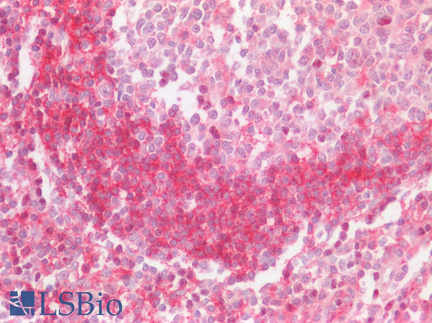 LAIR1 / CD305 Antibody