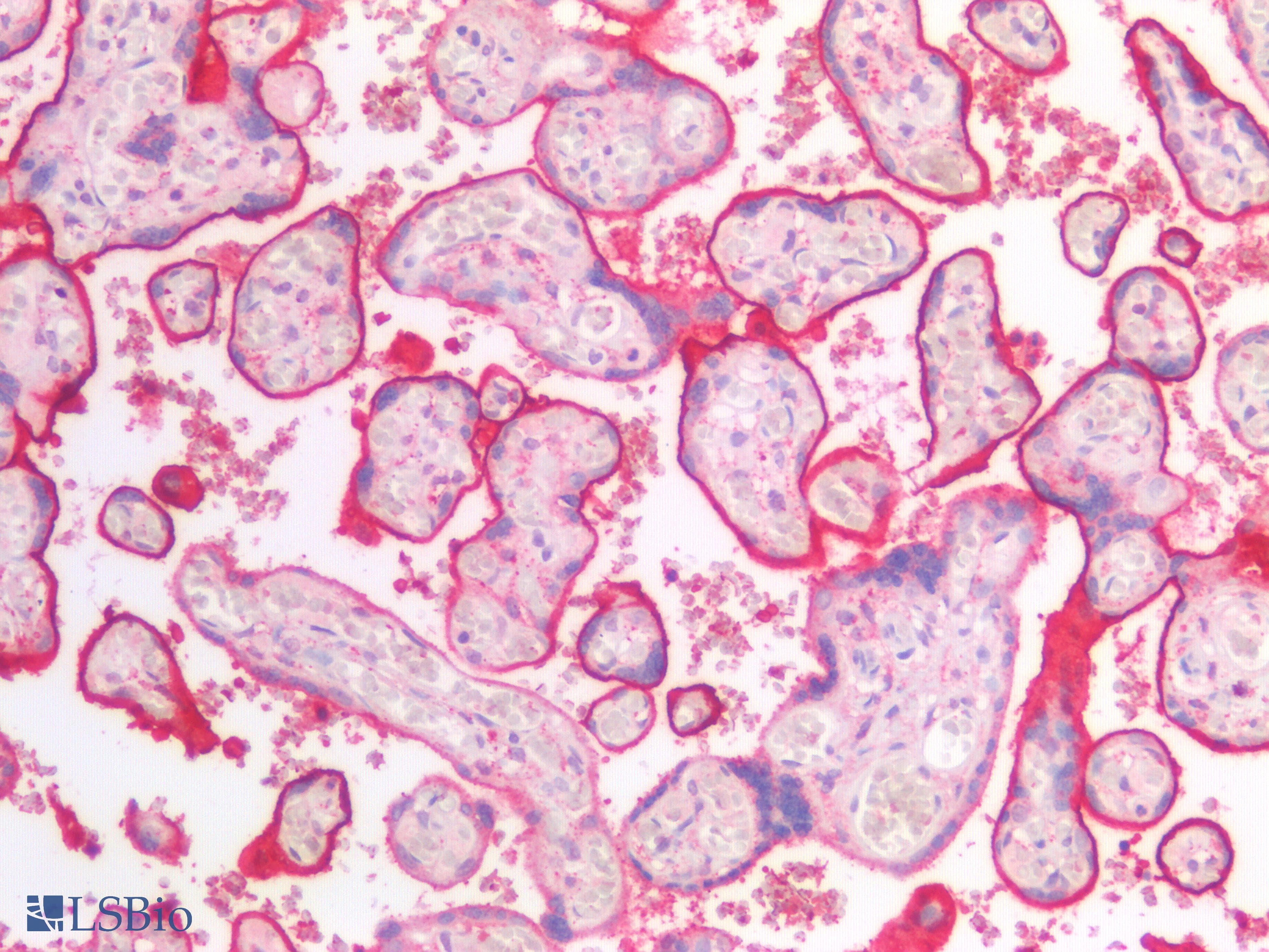 PathPlus™ SDC1 / Syndecan 1 / CD138 Antibody
