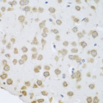 GRPEL2 Antibody