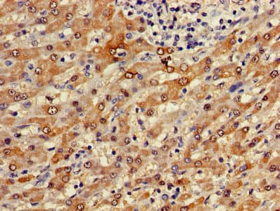 FUOM / C10orf125 Antibody