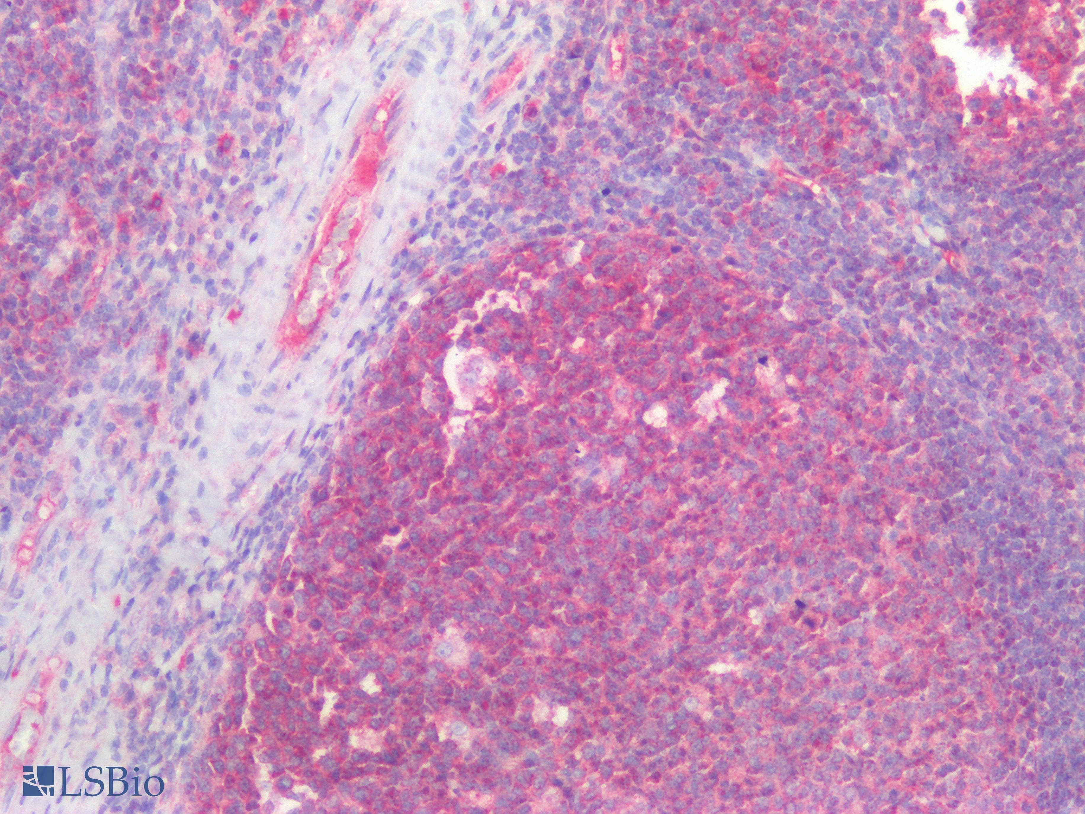 PathPlus™ Kinesin Heavy Chain / KIF5B Antibody