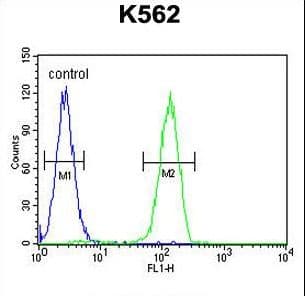 Polyclonal Rabbit anti-Human LARS2 / LEURS1 Antibody (aa418-446, WB)