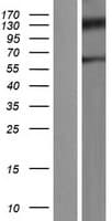 MBD1 Protein (Over-Expression Lysate Myc-DDK (Flag))