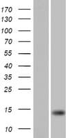 FARP1 / CDEP Protein (Over-Expression Lysate Myc-DDK (Flag))