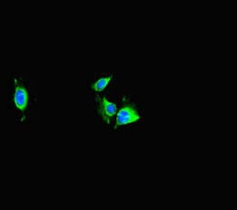 Polyclonal Rabbit anti-Human TRAF2 Antibody (IHC, IF)