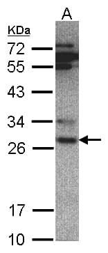 PSMA6 Antibody (aa1-234)