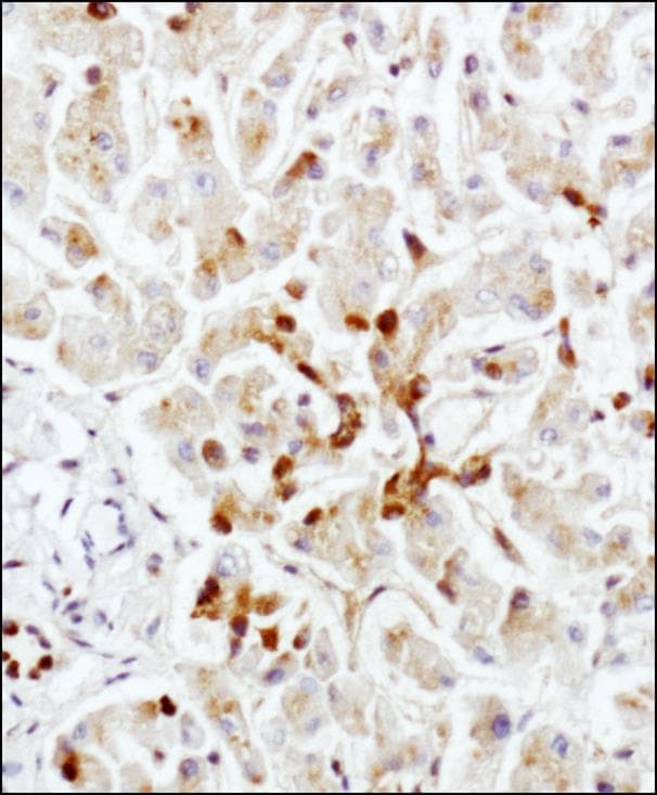LAMP2 / CD107b Antibody (clone H4B4)