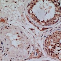 SPATA4 Antibody
