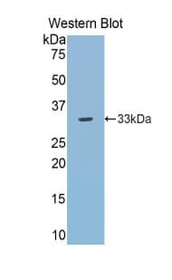 TLR5 Antibody (aa303-514, PE)