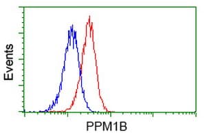 PPM1B Antibody (clone OTI3A10)