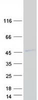 Human CA10 / Carbonic Andhydrase X Protein (Recombinant Myc-DDK (Flag))