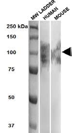 Monoclonal Rat anti-Mouse LAMP2 / CD107b Antibody (clone GL2A7, IHC, IF, WB)