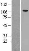 Human MSH2 Protein (Over-Expression Lysate Myc-DDK (Flag))