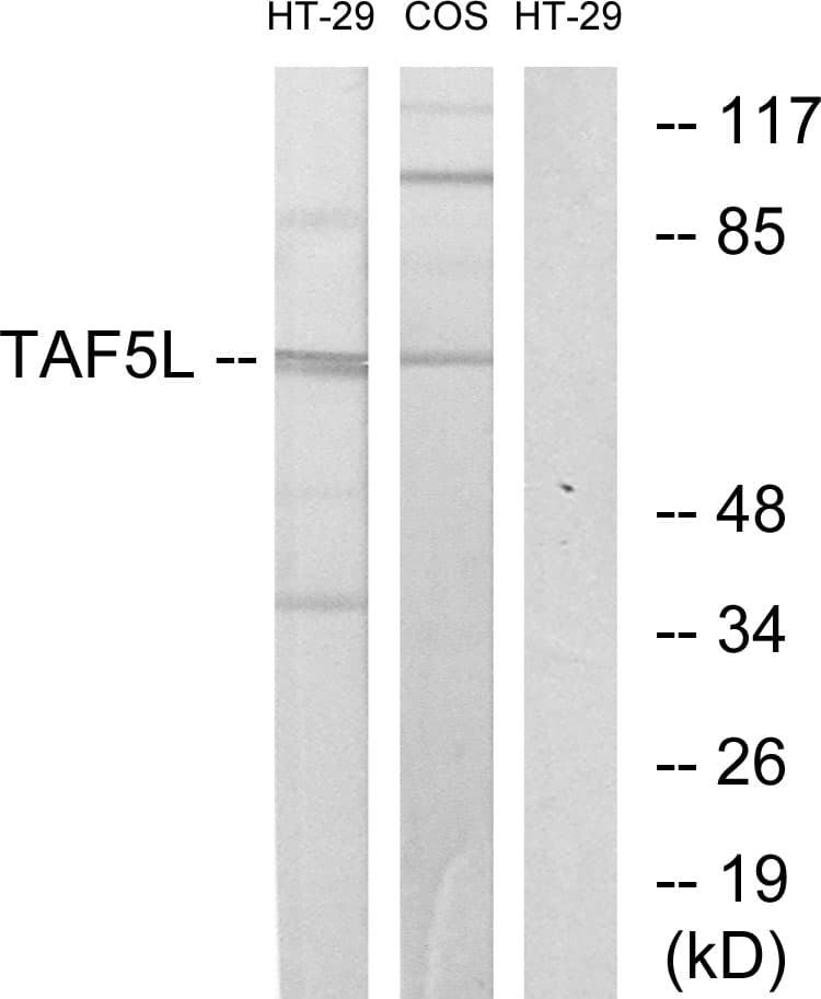 TAF5L Antibody (aa291-340)