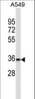Polyclonal Rabbit anti-Human BEAN1 Antibody (aa45-73, IHC, WB)