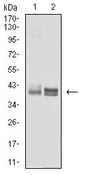 Monoclonal Mouse anti-Human HLA-B Antibody (clone 2G7B10, IHC, IF, WB)