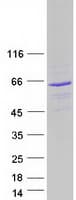 Human SACM1L / SAC1 Protein (Recombinant Myc-DDK (Flag))