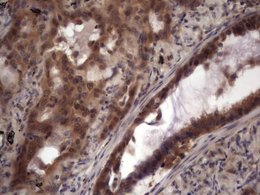 UFD1L Antibody (clone OTI7C9)
