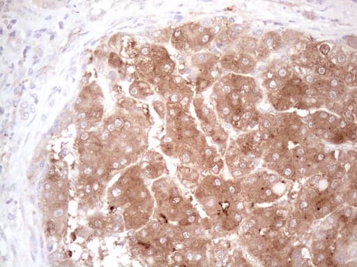 c-Kit / CD117 Antibody (aa27-308, clone OTI1B6, Carrier-free)