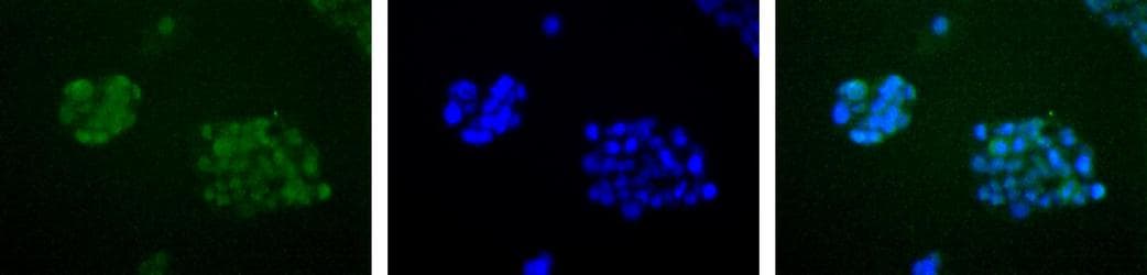 APEX1 / APE1 Antibody (Biotin)