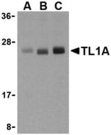 IHC-plus™ TNFSF15 / TL1A / VEGI Antibody