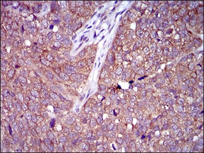 NCLN Antibody (aa249-405, clone 1C8B6)