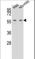 MPP3 Antibody (aa406-434)