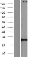 CACNA1S / Cav1.1 Protein (Over-Expression Lysate Myc-DDK (Flag))