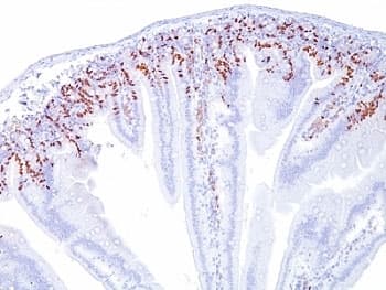 BrdU Antibody (clone SPM166)