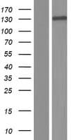 ABL2 Protein (Over-Expression Lysate Myc-DDK (Flag))