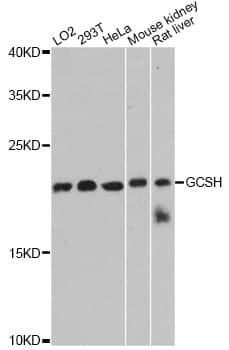 Polyclonal Rabbit anti-Human GCSH Antibody (WB)